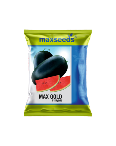 MAX GOLD